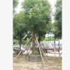 孤植例植皆可樟樹 四季常青香樟