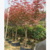 紅楓造型景觀樹 庭院景觀花定做