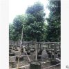 白蘭花樹 花香苗木 基地批發