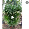 綠植基地 龍血樹