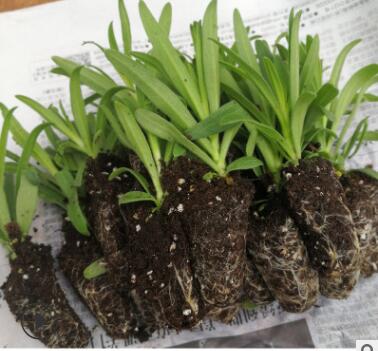 云南花卉種苗滿天星花苗 園林綠化苗木 滿天星種苗基地現挖現