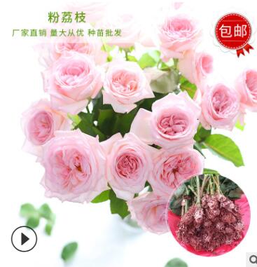 廠家供應四季玫瑰鮮切花種苗 粉荔枝玫瑰花種苗 庭院陽臺花卉植物