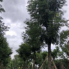 基地供應 雙翼豆 假植苗
