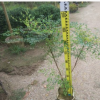 中山花卉基地供應 南天竹