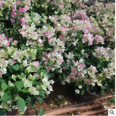 云南基地自產 三角梅玫瑰種苗 梅花樹苗觀花盆栽 花卉種苗