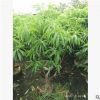 中山果樹基地供應 桃樹 袋苗
