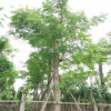 中山喬木基地批發 鳳凰木 袋苗