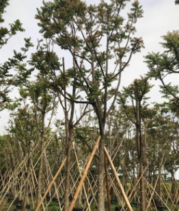 中山花木基地供應 麻楝 多種規格 袋苗