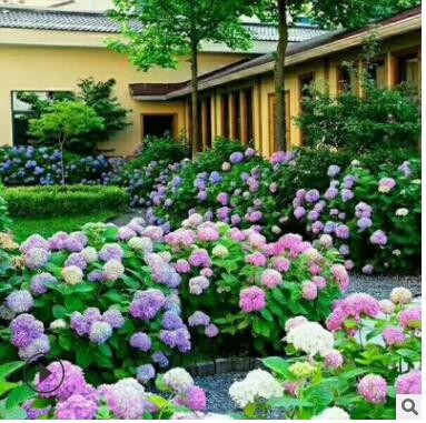 昆明苗圃直供繡球種苗 易扦插繡球花苗 無盡夏八仙花繡球苗