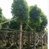 樟樹 袋苗 市政綠化苗木 中山花木基地