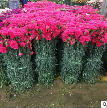 康乃馨小苗 優良鮮切花康乃馨種苗 多年生草本 類植物種苗