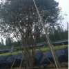 嘉寶果 高400-500厘米 假植苗 庭院苗木 中山苗木基地