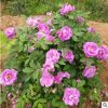 云南基地供應玫瑰苗 食用玫瑰花苗 扦插綠化工程月季種苗量大從優