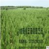 苗木場大量批發供應塔松 蜀檜 塔柏綠化 量大優惠 品種規格齊全