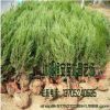 大量供應批發塔松 塔柏綠化 量大價格可優惠 品種規格齊全