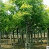苗圃直銷國槐、金葉國槐樹苗 速生綠化工程國槐苗1-9公分 規格