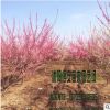 大量供應批發綠梅 紅梅銷售 耐寒工程綠化苗木品種齊全 量大價優