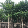 火焰木袋苗 15-18分 市政綠化苗 多種規格 苗木養護