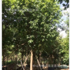 玉蕊　多花　植物　常綠　大喬木　屋前　門口　綠化　園林工程