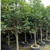 玉堂春　二喬玉蘭　樓盤常用苗木　庭園樹　多花　植物　報價