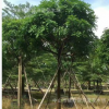 玉蕊樹10－11公分袋苗　基地直銷　2018年苗木最新報價
