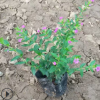 紫花雪茄花是四季開花的易種植小盆栽 基地批發萼距花帶土球發貨