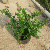 花廠批發多花盆栽萼距花 規格多種雪茄花等樹苗帶土球發貨