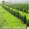 多規(guī)格綠化工程樹苗大量批發(fā)檜柏 塔檜 蜀檜小苗 四季常青易種植