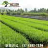 基地供應 綠化工程苗 小葉黃楊苗 石楠球 紅葉石楠各種規(guī)格批發(fā)