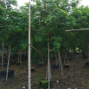 精品苗木 黃槐 5-6分袋苗 中山花木基地批發