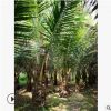 熱帶植物行道樹海南椰子樹廣東苗木基地直銷