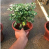 雪花木小盆栽基地批發綠植白雪木庭院小灌木包郵