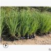 香茅草盆栽觀賞草基地批發