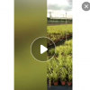 金葉菖蒲盆栽綠植濕地綠化工程苗基地批發