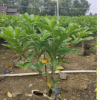 狗牙花高90-100cm灌木工程苗中山基地直銷