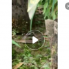 粉花夾竹桃工程苗基地批發(fā)規(guī)格多樣宮粉甲竹桃
