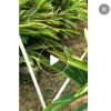 花葉良姜高度60-80厘米多株花葉灌木優(yōu)質(zhì)樓盤工程苗中山基地直銷