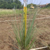 蒲葦高80-100cm袋苗濕地綠化觀賞草中山基地批發(fā)