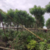 黃槐8-10cm袋苗觀花行道樹黃花槐中山苗圃批發(fā)