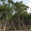 市政苗木袋苗麻楝8-11分常綠喬木基地直銷