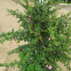 園林綠化工程苗木福建茶 基地直銷常綠植物貓仔樹
