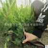 龍柏 龍柏苗 盆栽小龍柏 綠化工程苗木 綠籬護坡