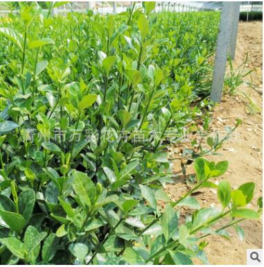 大量供應大葉黃楊樹苗 冬青衛(wèi)矛 工程綠化苗木 綠籬專用 常綠耐陰