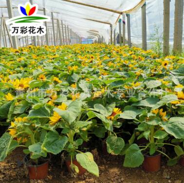 向日葵 矮桿大笑向日葵 朝陽花太陽花盆栽杯苗 觀賞花海 凈化環(huán)境