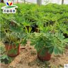 羽扇豆 魯冰花 盆栽苗 一年生草本園藝花海必選