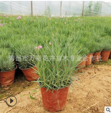 歐石竹 盆栽苗 多季開花多年生地被植物 草坪綠化 耐寒耐熱易成活