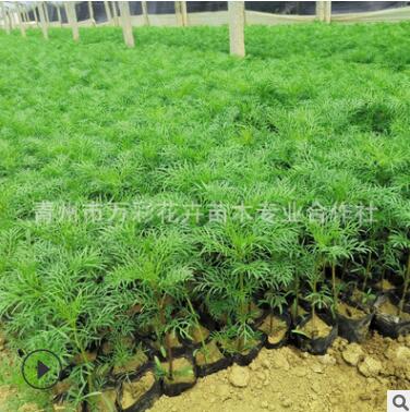 波斯菊 格桑花 秋英基地批發(fā)盆栽杯苗 多色 花海專用草坪花境背景