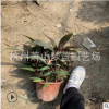 紅朱焦 朱蕉 冠幅30-50 高度30-50 精品 優(yōu)質(zhì)苗 道路工程 綠化用