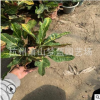 變色木 優(yōu)質(zhì)苗 道路綠化 市政 園林 蕭山 苗圃 直銷 成活率高