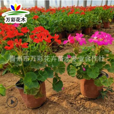 天竺葵 洋繡球 石蠟紅驅(qū)蚊草 觀賞類盆栽花卉 花色艷麗抗熱易成活
